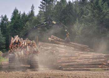 Image of logging during a timber sale. 