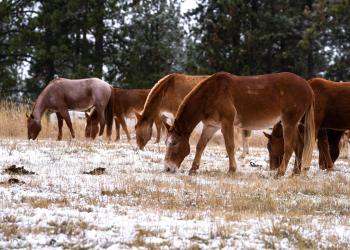 Image of the mules and horses wintering on the Ninemile Ranger District, Montana.