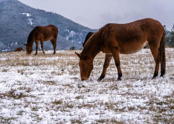 Image of the mules and horses wintering on the Ninemile Ranger District, Montana.