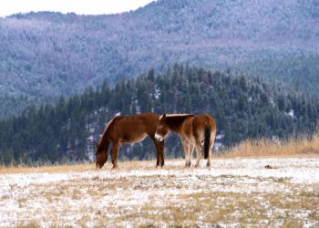 Image of the mules and horses wintering on the Ninemile Ranger District, Montana. 