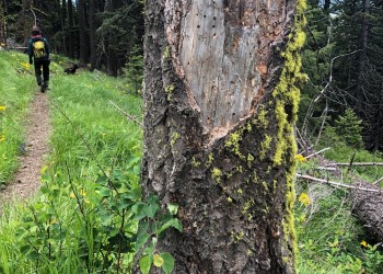 A hiker on a trail with a dead tree on the side 