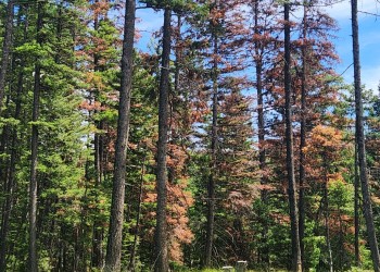 A stand of  timber within the North Seeley Wildland Urban Interface - Highway 83 Project.