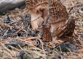 Morel Mushroom growing on forest floor