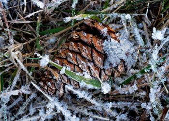 Pinecone covered in frost