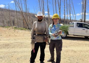 Forest workers with a seedling