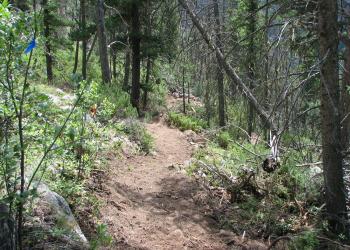 A trail through a forest