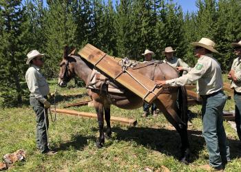 A group of men load a mule for a trail bridge project