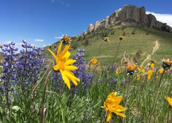 Image of wildflowers blooming with a butte in the background