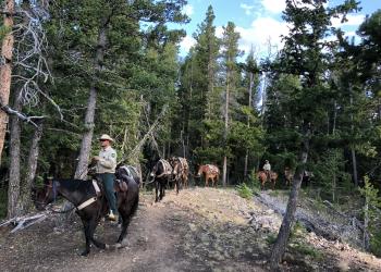 Image of a string of mules being led by a Forest Service man on a horse