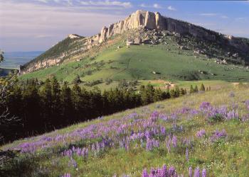 Wildflowers blooming in a meadow with a rocky butte in the back