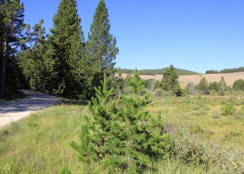 Image of a mountain meadow 