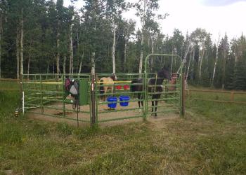 Image of horses in a pen at a mountain campground