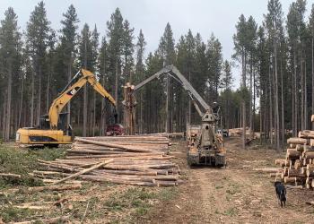 Logging equipment stacking trees in a forest