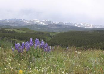 Wildflowers blooming in front of stormy peaks