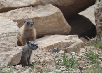 Yellow-bellied marmots in the rocks