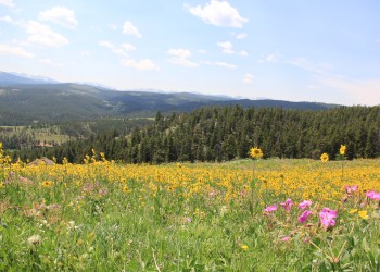Image of wildflowers in a mountain meadow