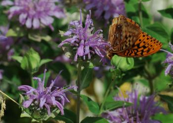 A butterfly perched on a flower