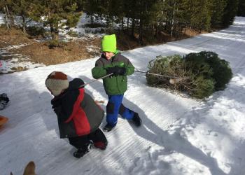 Image of children pulling a Christmas tree down a snowy road
