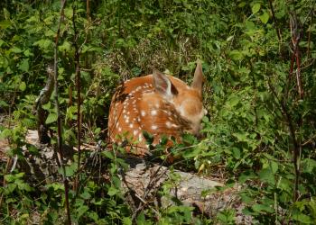 Whitetail fawn SE of Deerfield