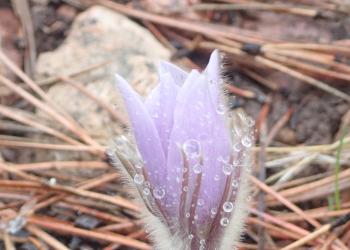 Pasque Flower