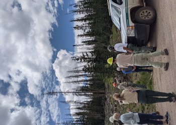 Partners look at a harvested stand