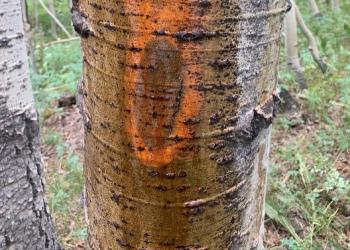 A diseased and discolored aspen tree trunk