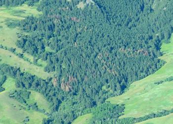 An aerial photo of a stand of green and red trees