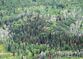 A stand of trees. Some green, some red, some dead. A cabin sits among the trees