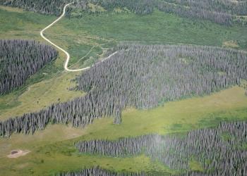 A landscape mixed with open grassy areas and stands of dead trees.