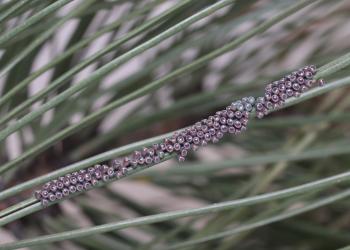 A group of insect eggs on a pine needle