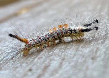 A closeup of a Douglas-fir Tussock Moth Larvae