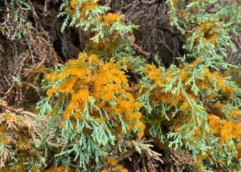 A closeup of juniper needles with orange blobs on them