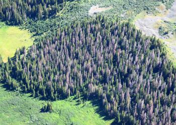 An isolated stand of live and dead trees