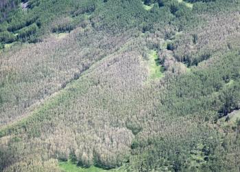 A stand of defoliated trees
