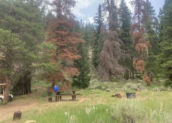 A campsite with green, red, and dead trees
