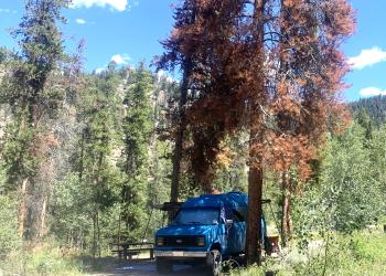 A campsite with an RV surrounded by live and dead trees