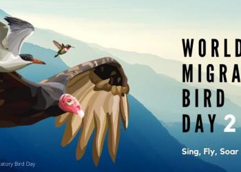World Migratory Bird Day photo: sing, fly soar like a bird