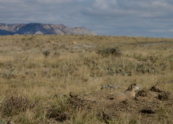 Prairie dog atop its' burrow in the Thunder Basin National Grassland.