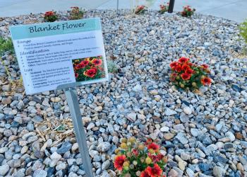 Image shows a few small patches of bright red blanket flowers in a gravel patch. There is an interpretive sign in the foreground with information about the flowers.