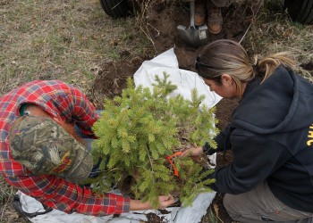 Two people handing a tree transplant.