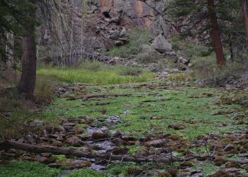 A wide stream emerging from a rock wall and flowing through rocks and green water plants under some trees 
