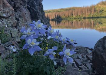 A group of purple and white Columbine flowers is nestled against a rock edge directly on a lake shore. 