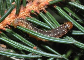 A close-up of a green / brown caterpillar on pine needles.
