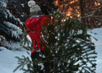 A hiker carries a newly cut Christmas tree though the forest.