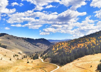 A road winds around a forested slope of trees with aspens in fall color.