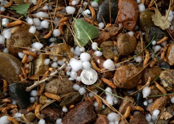 Several hailstones on a forest floor with a U.S. quarter laid down to compare sizes.