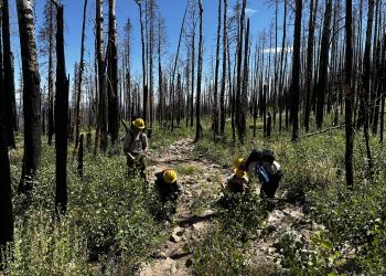 Trail crew members brush back vegegation off a trail in a burned over forest.