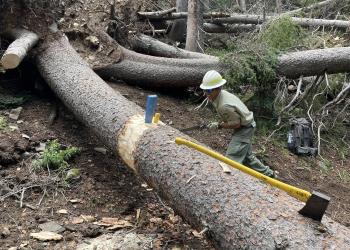 A trail crew member works to remove a large tree across a trail.