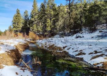 Blue Creek in the Zuni Mountains