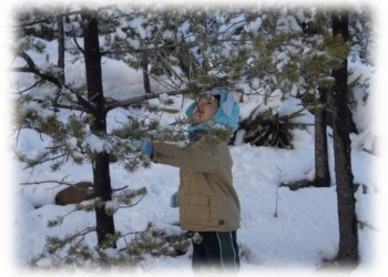 Child picking out a Christmas Tree